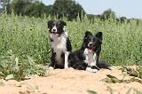 BORDER COLLIE 205